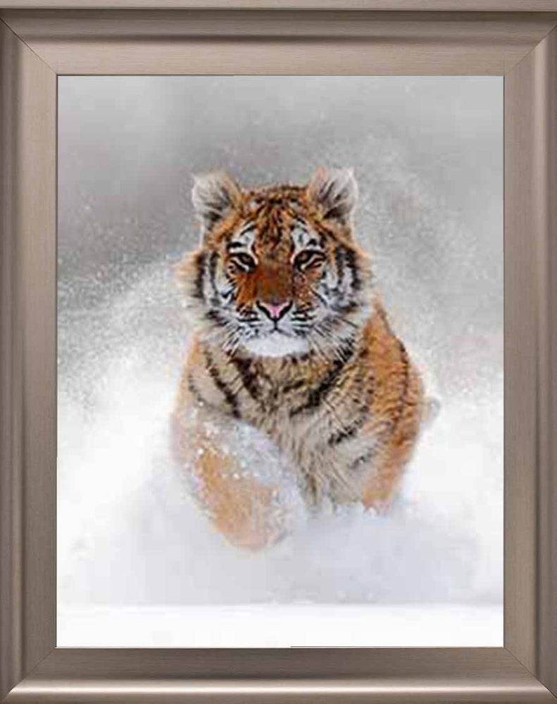 AN757 Tiger on Winter Snow