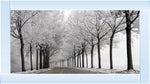 Trees In Winter Road Monochrome Picture by Final Touches