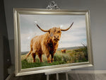 AN519 HIGHLAND COW FAMILY OVER VARNISH